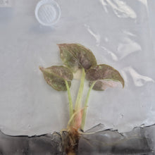 Load image into Gallery viewer, Alocasia Cuprea Super Pink tissue culture 2DayAir
