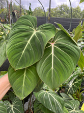 Load image into Gallery viewer, Philodendron Gloriosum, Dark Form 6" pot, Fedex 2day
