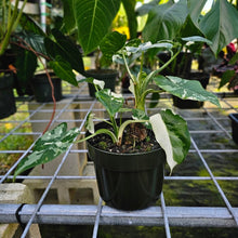 Load image into Gallery viewer, Alocasia Odora, Okinawa Silver, Exact Plant Variegated 5&#39;&#39; pot, multi plant
