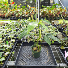 Load image into Gallery viewer, Philodendron Tripartitum exact plant, Fedex 2day*

