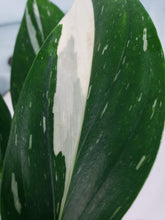 Load image into Gallery viewer, Standleyana Albo, Exact Plant, variegated Monstera
