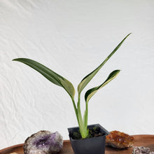 Load image into Gallery viewer, Monstera Standleyana Aurea Variegated 2.5&quot; Pot, Fedex 2 day*
