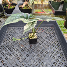 Load image into Gallery viewer, Alocasia Simpo Albo, Exact Plant, Ships Nationwide
