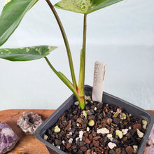 Load image into Gallery viewer, Philodendron Ilsemanii, Exact Plant Variegated
