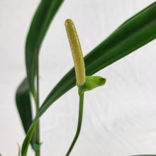 Load image into Gallery viewer, Anthurium Bakeri, Exact Plant Ships Nationwide
