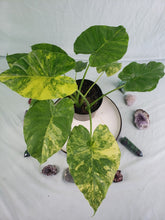 Load image into Gallery viewer, Gageana Aurea, Exact Plant, triple plant, variegated Alocasia
