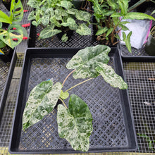 Load image into Gallery viewer, Alocasia Odora Batik, Exact Plant Variegated Ships Nationwide
