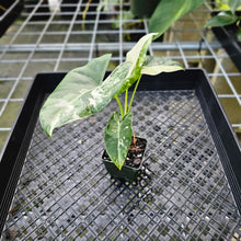 Load image into Gallery viewer, Alocasia Macrorhizza, Exact Plant Variegated
