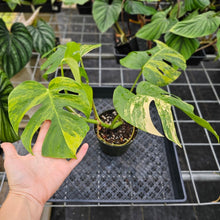 Load image into Gallery viewer, Monstera Borsigiana Aurea, Exact Plant Variegated Ships Nationwide
