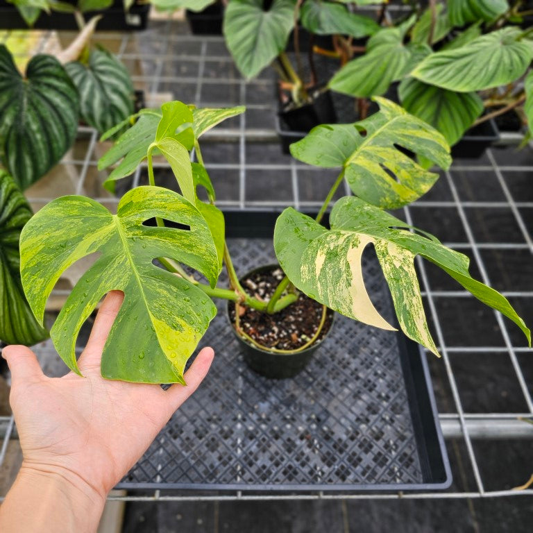 Monstera Borsigiana Aurea, Exact Plant Variegated Ships Nationwide