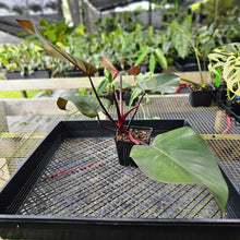 Load image into Gallery viewer, Philodendron Orange Princess, Exact Plant Variegated Ships Nationwide
