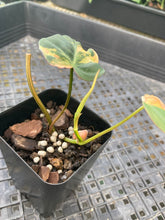 Load image into Gallery viewer, Philodendron Hederaceum Micans Aurea, Exact Plant Variegated Ships Nationwide

