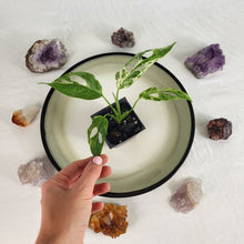 Load image into Gallery viewer, Monstera Adansonii Mint &quot;Indonesia&quot; Variegated 2.5&quot; Pot, Fedex 2 day*
