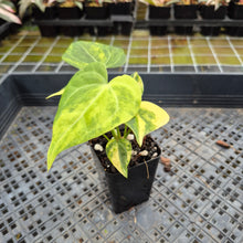 Load image into Gallery viewer, Anthurium Clarinervium Variegated exact plant, Fedex 2day*
