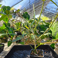 Load image into Gallery viewer, Philodendron Joepii, Exact Plant Ships Nationwide
