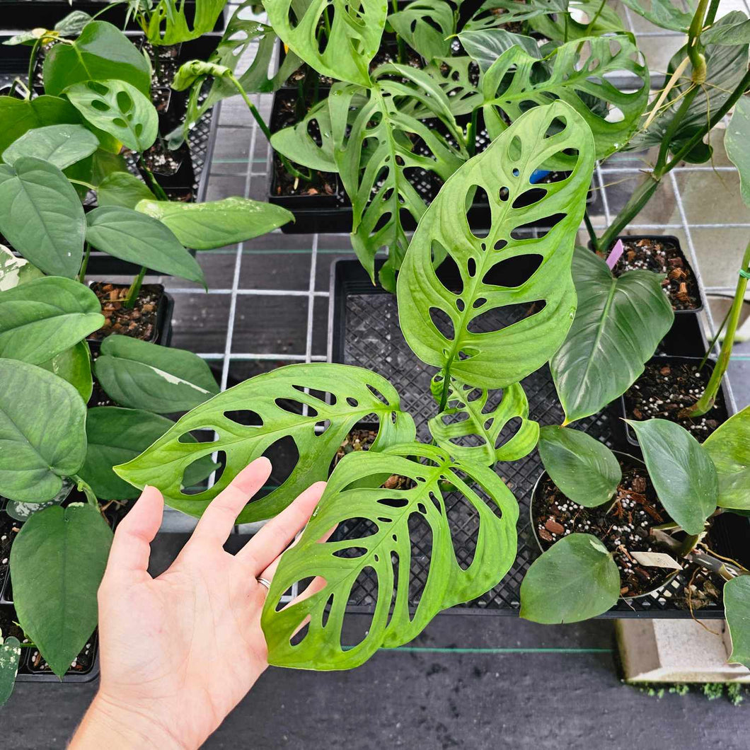 Monstera Esqueleto, Exact Plant Ships Nationwide