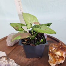 Load image into Gallery viewer, Syngonium Strawberry Milk Variegated 2.5&quot; Pot, Fedex 2 day*
