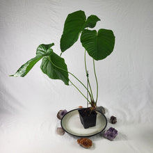 Load image into Gallery viewer, Anthurium Propinquum, Exact Plant Ships Nationwide
