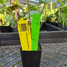 Load image into Gallery viewer, Anthurium Macrolobium, Exact Plant Ships Nationwide
