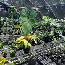 Load image into Gallery viewer, Anthurium Decipiens, Exact Plant
