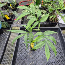 Load image into Gallery viewer, Monstera Subpinnata, Exact Plant Ships Nationwide
