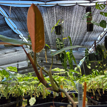 Load image into Gallery viewer, Philodendron Whipple Way, Exact Plant Variegated Ships Nationwide
