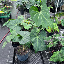 Load image into Gallery viewer, Anthurium Macrolobium, Exact Plant 8&#39;&#39; pot Ships Nationwide
