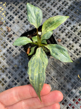 Load image into Gallery viewer, Philodendron Gloriosum Snow Leopard variegated 2.5" pot, Fedex 2day*
