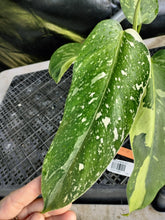 Load image into Gallery viewer, Philodendron Jose Buono, Exact Plant Variegated Ships Nationwide
