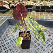 Load image into Gallery viewer, Alocasia Sedenii Aurea Variegated exact plant, Fedex 2day*
