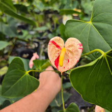Load image into Gallery viewer, Anthurium Shibori Variegated 4" pot, Fedex 2day*
