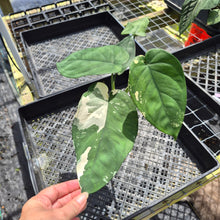 Load image into Gallery viewer, Syngonium Chiapense, Exact Plant Variegated Ships Nationwide
