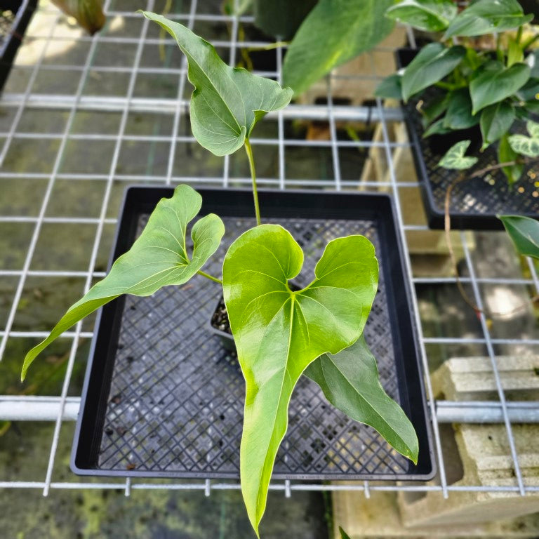 Anthurium Brownii, Exact Plant