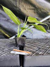 Load image into Gallery viewer, Philodendron Jose Buono, Exact Plant Variegated Ships Nationwide
