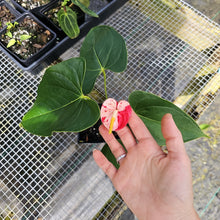Load image into Gallery viewer, Anthurium Shibori, Exact Plant Variegated
