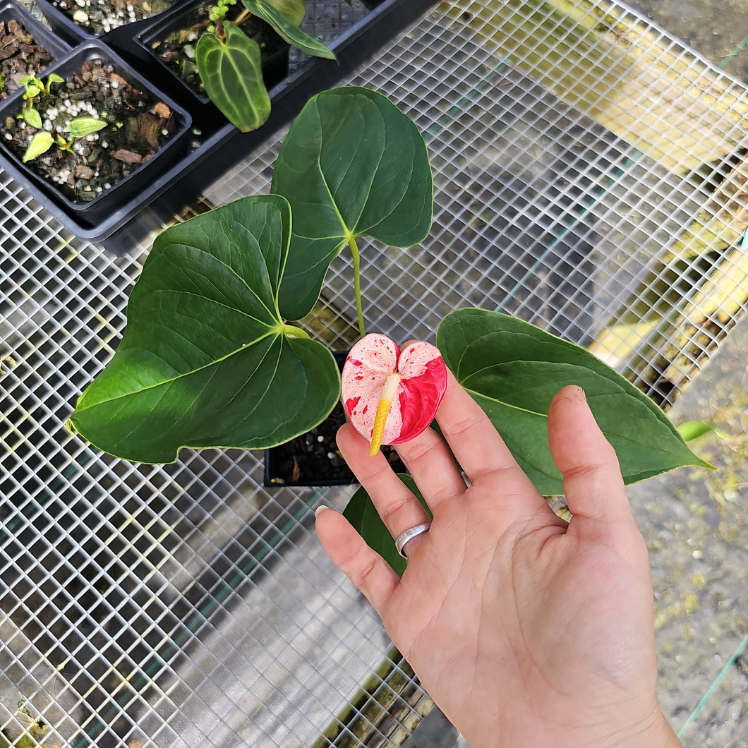 Anthurium Shibori, Exact Plant Variegated