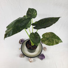 Load image into Gallery viewer, Alocasia Wentii, Exact Plant Variegated Ships Nationwide
