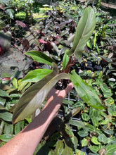 Load image into Gallery viewer, Philodendron Florida Bronze 4" pot, Fedex 2day*
