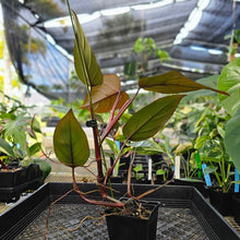 Load image into Gallery viewer, Philodendron Dark Lord, Exact Plant Ships Nationwide
