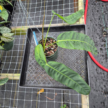 Load image into Gallery viewer, Philodendron Patriciae, Exact Plant Ships Nationwide
