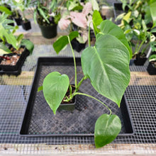 Load image into Gallery viewer, Monstera Sierrana Hawaii Clone, Exact Plant Ships Nationwide
