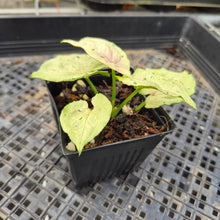 Load image into Gallery viewer, Syngonium Green Splash, Exact Plant Variegated Ships Nationwide
