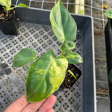 Load image into Gallery viewer, Philodendron Burle Marx, variegated, 2.5" Pot, Fedex 2 day*
