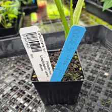 Load image into Gallery viewer, Philodendron Longilobatum Lelano Miyano, Exact Plant Ships Nationwide
