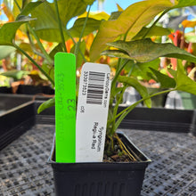 Load image into Gallery viewer, Syngonium Regina Red, Exact Plant Ships Nationwide

