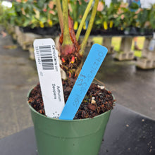 Load image into Gallery viewer, Anthurium Decipiens, Exact Plant Ships Nationwide
