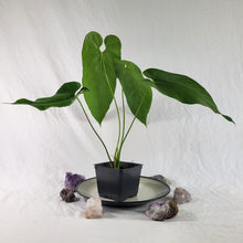 Load image into Gallery viewer, Anthurium Dolichostachyum , Exact Plant Ships Nationwide
