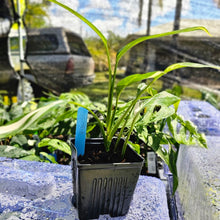 Load image into Gallery viewer, Epipremnum Amplissimum, Exact Plant Variegated Ships Nationwide

