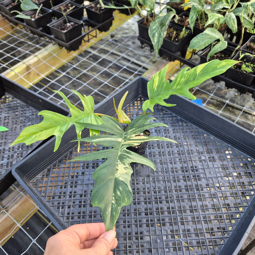 Philodendron Florida Beauty X Tortum, Exact Plant Variegated Ships Nationwide