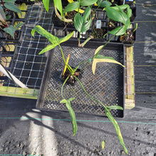Load image into Gallery viewer, Philodendron Holtonianum Variegated 4" pot, Fedex 2day*

